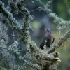 Holub kanarsky - Columba bollii - Bolle's Pigeon 3718